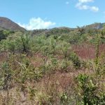 132.27 Hectares of Versatile Land for Sale in Monjarás, Calobre – Ideal for Livestock, Forestry, and Agriculture