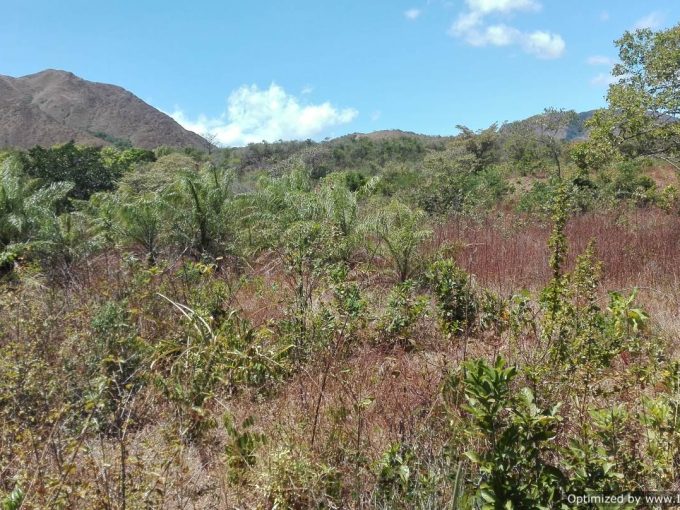 132.27 Hectares of Versatile Land for Sale in Monjarás, Calobre – Ideal for Livestock, Forestry, and Agriculture