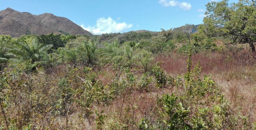 132.27 Hectares of Versatile Land for Sale in Monjarás, Calobre – Ideal for Livestock, Forestry, and Agriculture