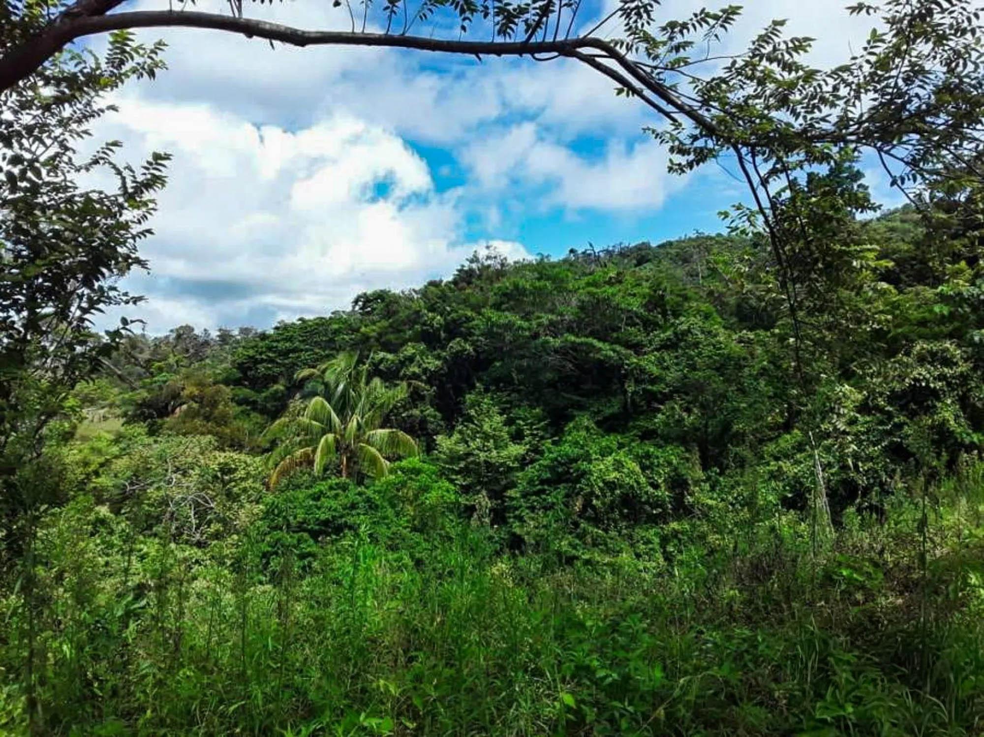 Land for Sale in Hornito, Gualaca, Chiriquí