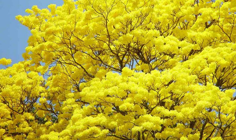 Annual bloom of native Panamanian tree should be appreciated