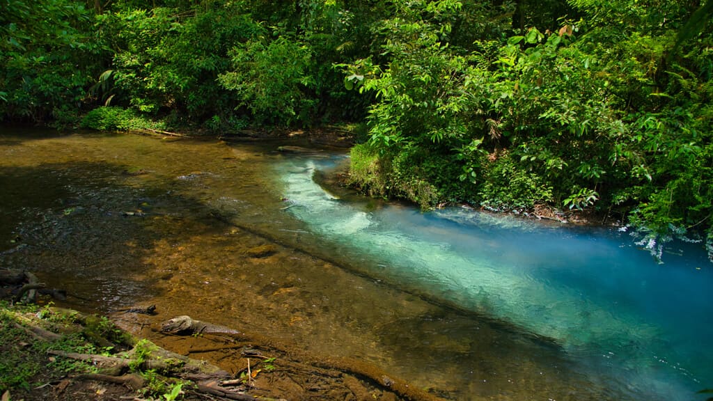 Rainforest Adventures