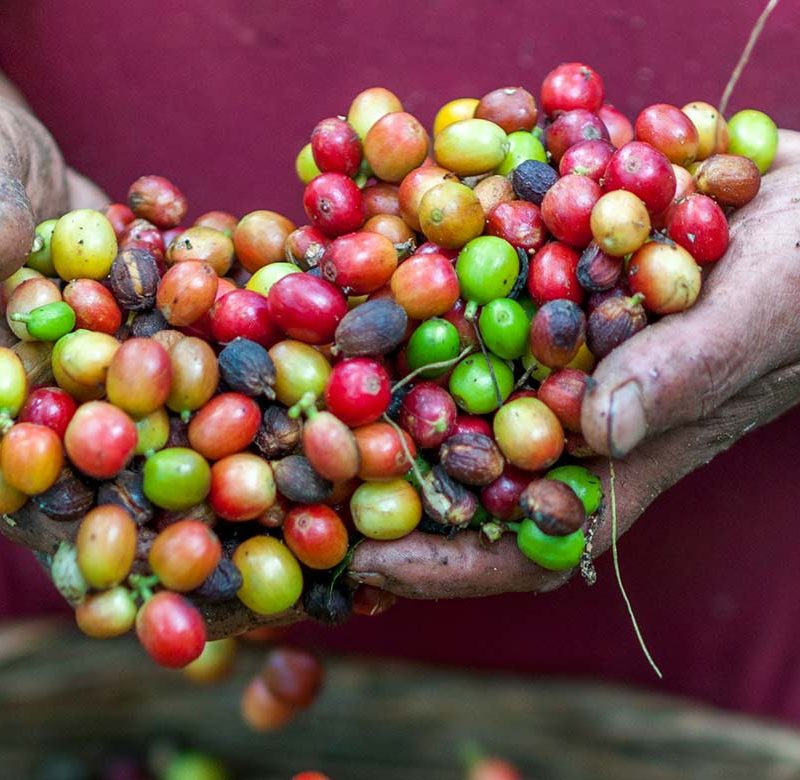 Costa Rica Coffee Pickers