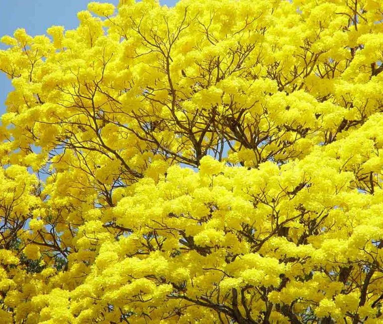Annual bloom of native Panamanian tree should be appreciated
